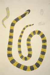 Bungarum Pamah, z relacji o wężach indyjskich zebranych na wybrzeżu Coromandel, wyd. 1796 (grawerowanie ręcznie kolorowane)